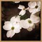 White Dogwood Flowers III by Debra Van Swearingen 16-in. W x 16-in. H. Canvas Wall Art Print Framed in Natural